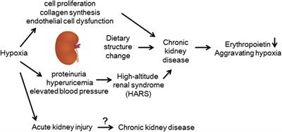 Effects of high altitude on renal physiology and kidney diseases